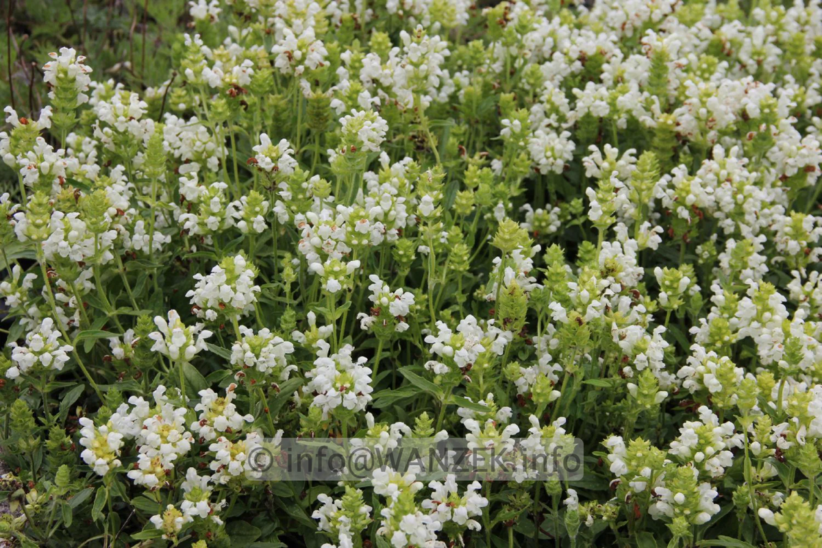 Prunella grandiflora Alba.png